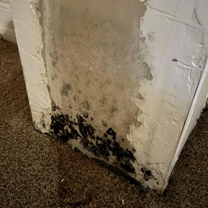 Professional Mold Removal in Russell County, KS